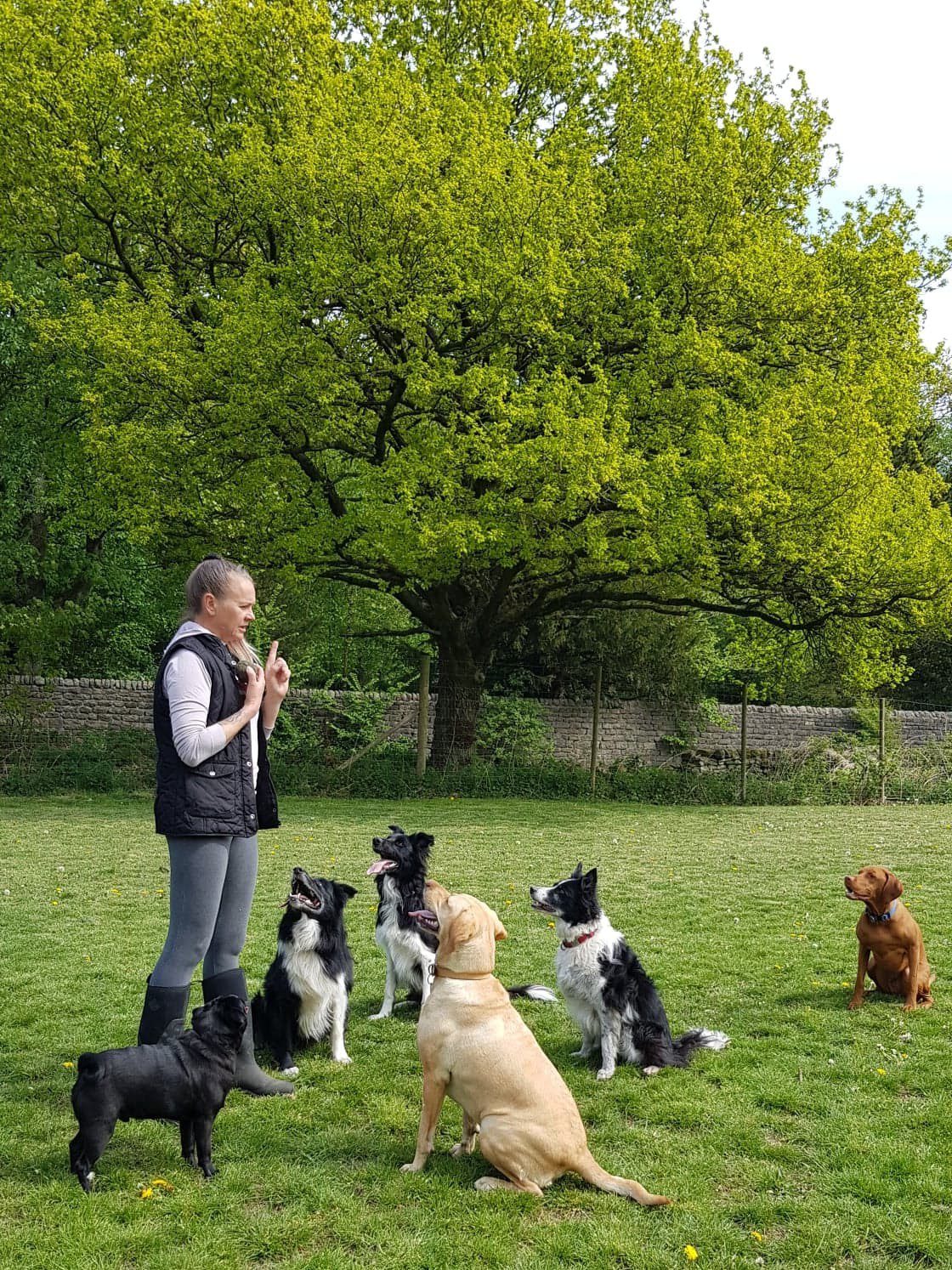 Dog Training Service