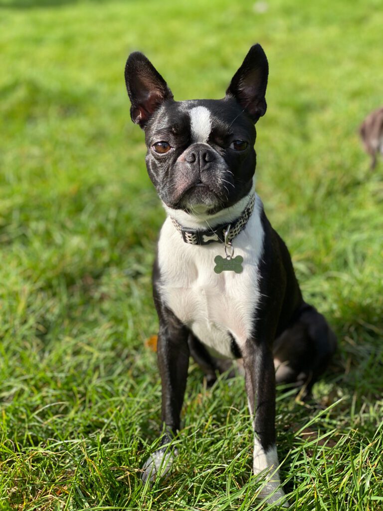 Dog Training Service