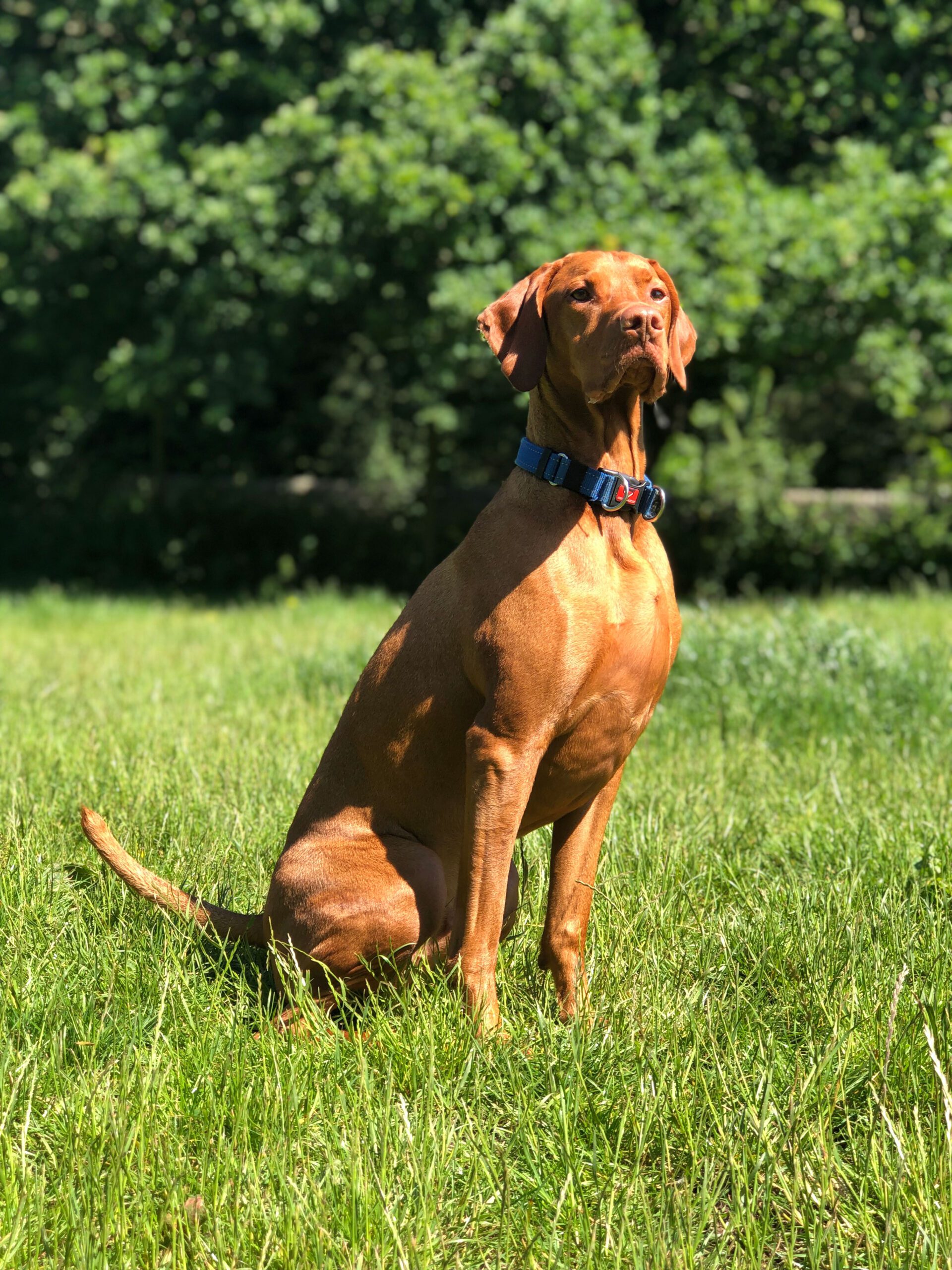 Dog Behaviour Service