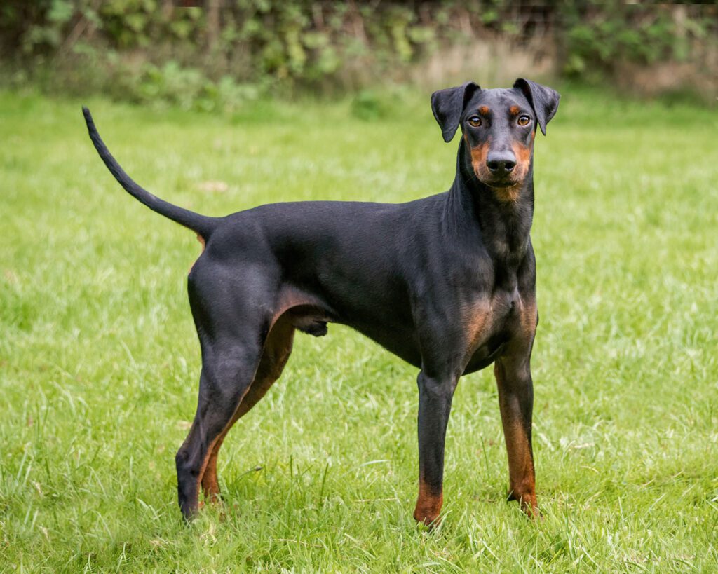 Dog Behaviour Service