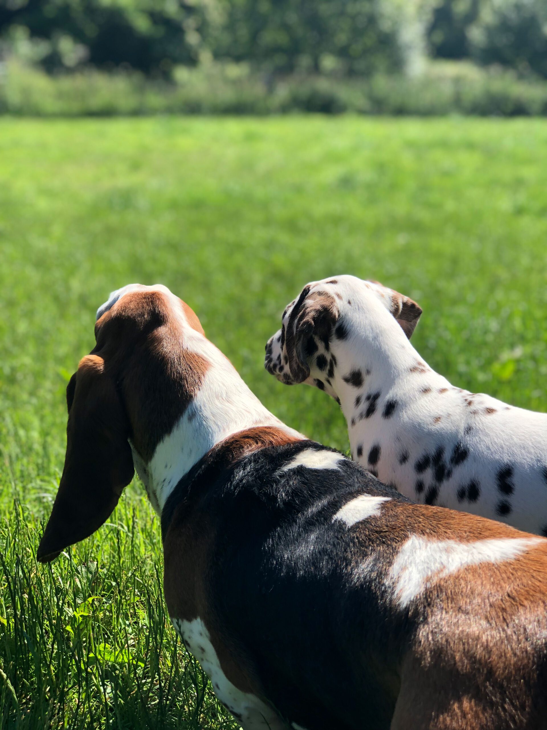 Dog Behaviour Service