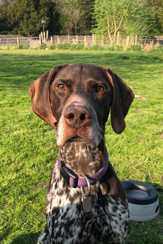 Dog Behaviour Service